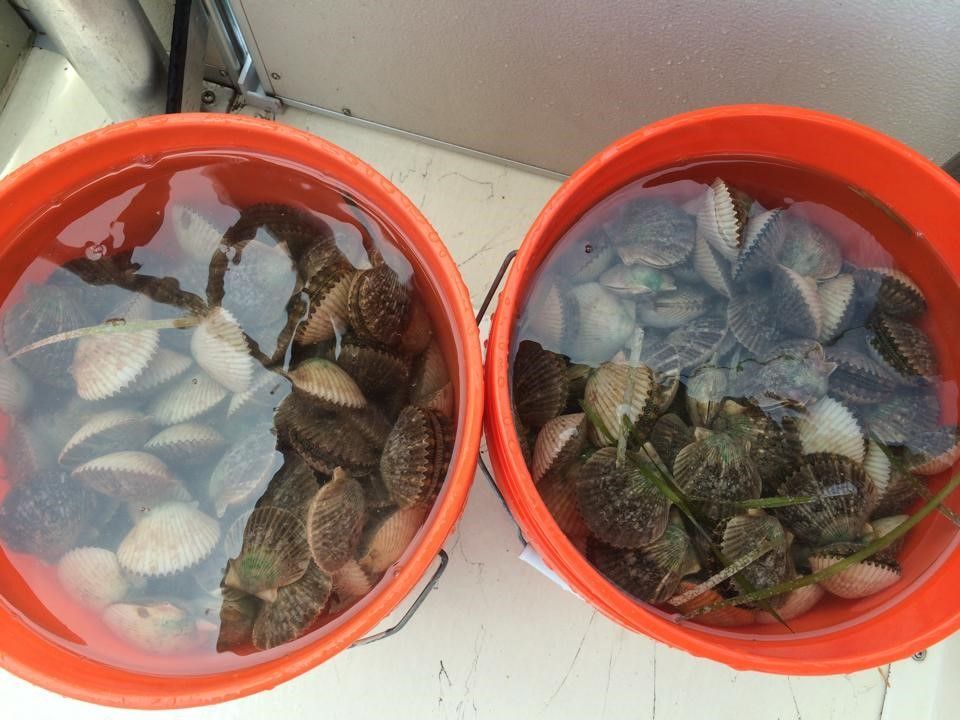 Scallops in buckets
