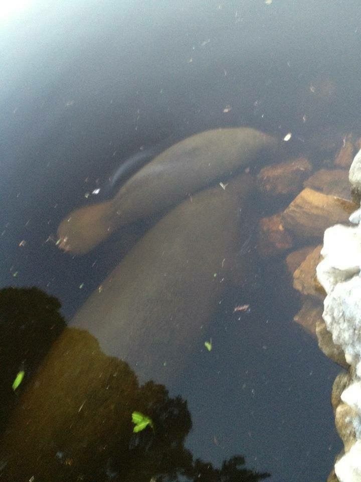 Manatees