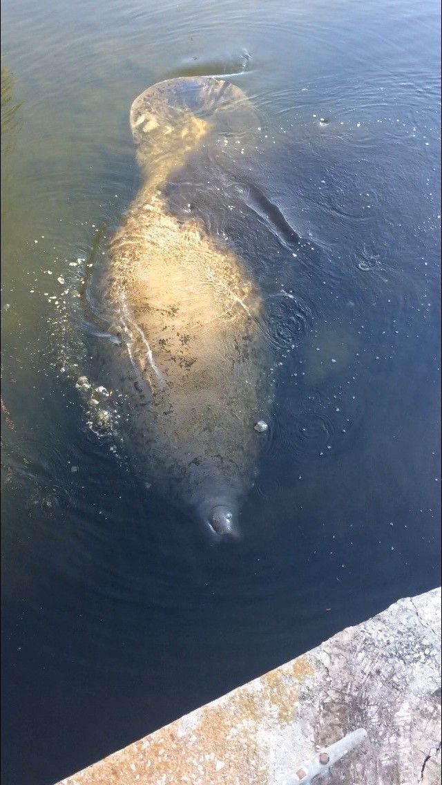 Manatee